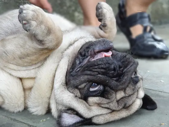 Foto