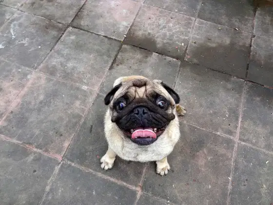 Foto