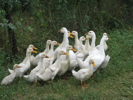 Foto