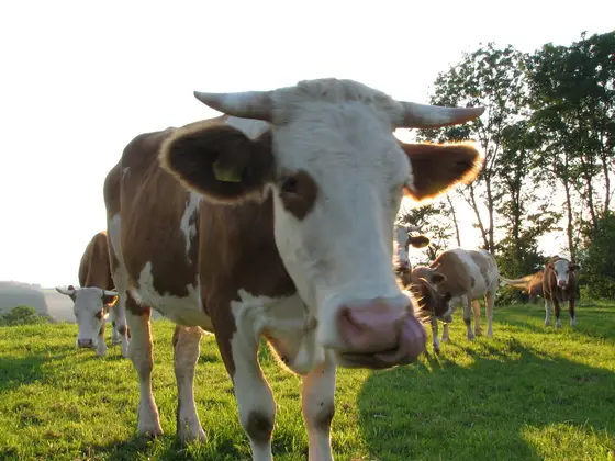 Foto